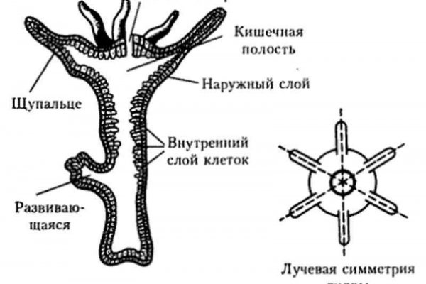 Маркетплейс кракен купить